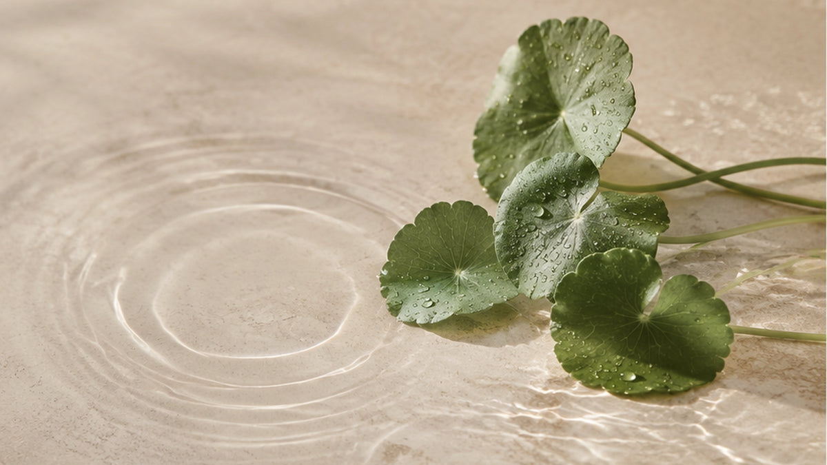 Centella Asiatica Banner
