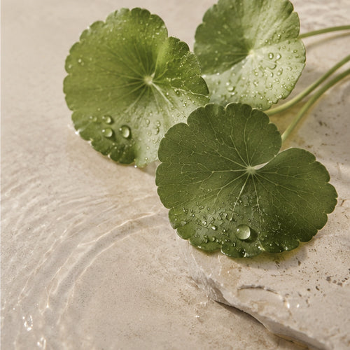 Centella Asiatica